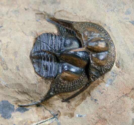 Interesting Onnia Trilobite Specimen - Frozen In Molting? #11422